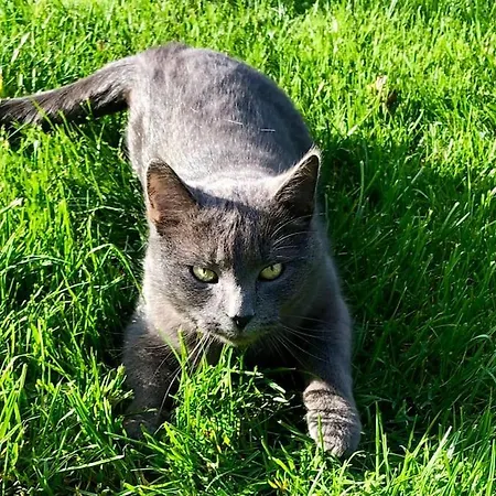 Vakantiehuis Ingrid Gemuetliches Im Gruenen