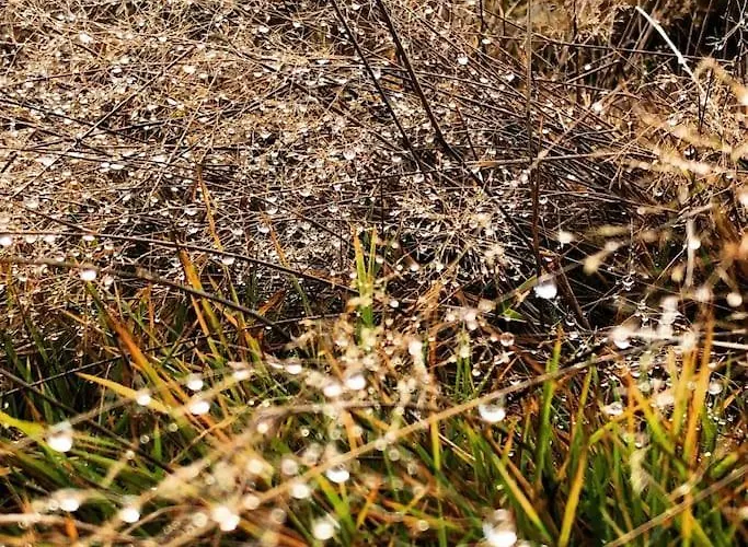 Ingrid Gemuetliches Im Gruenen بيت للعطل